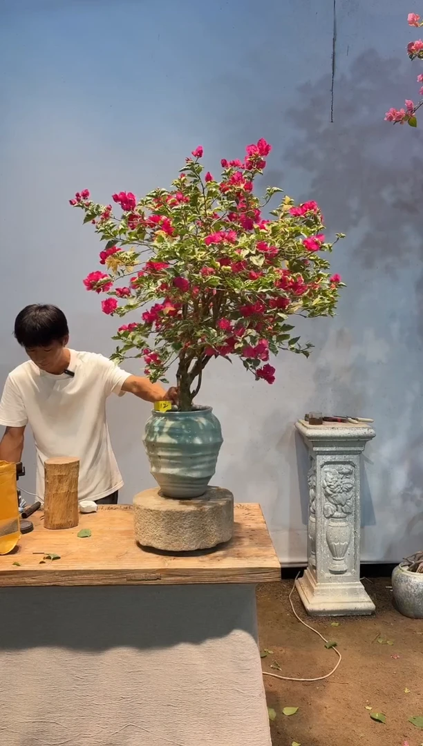 全部花朵景*三角梅吗12