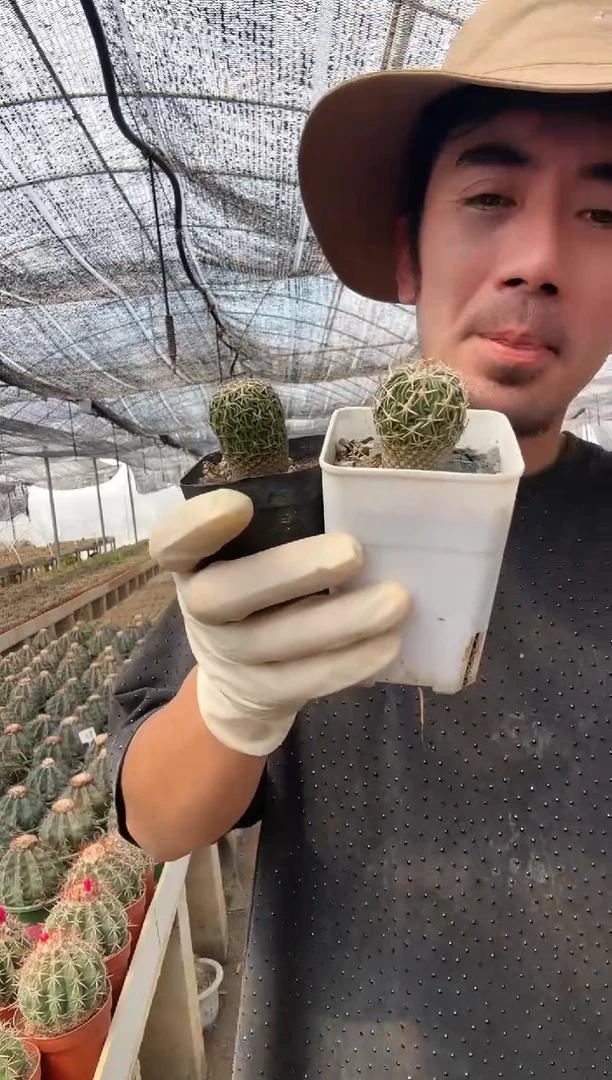 【闪购商品】太刀兰大加小