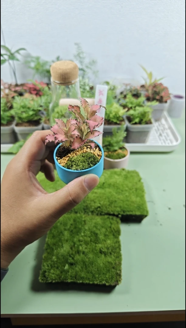 完全开放小蓝马卡龙迷你花粉