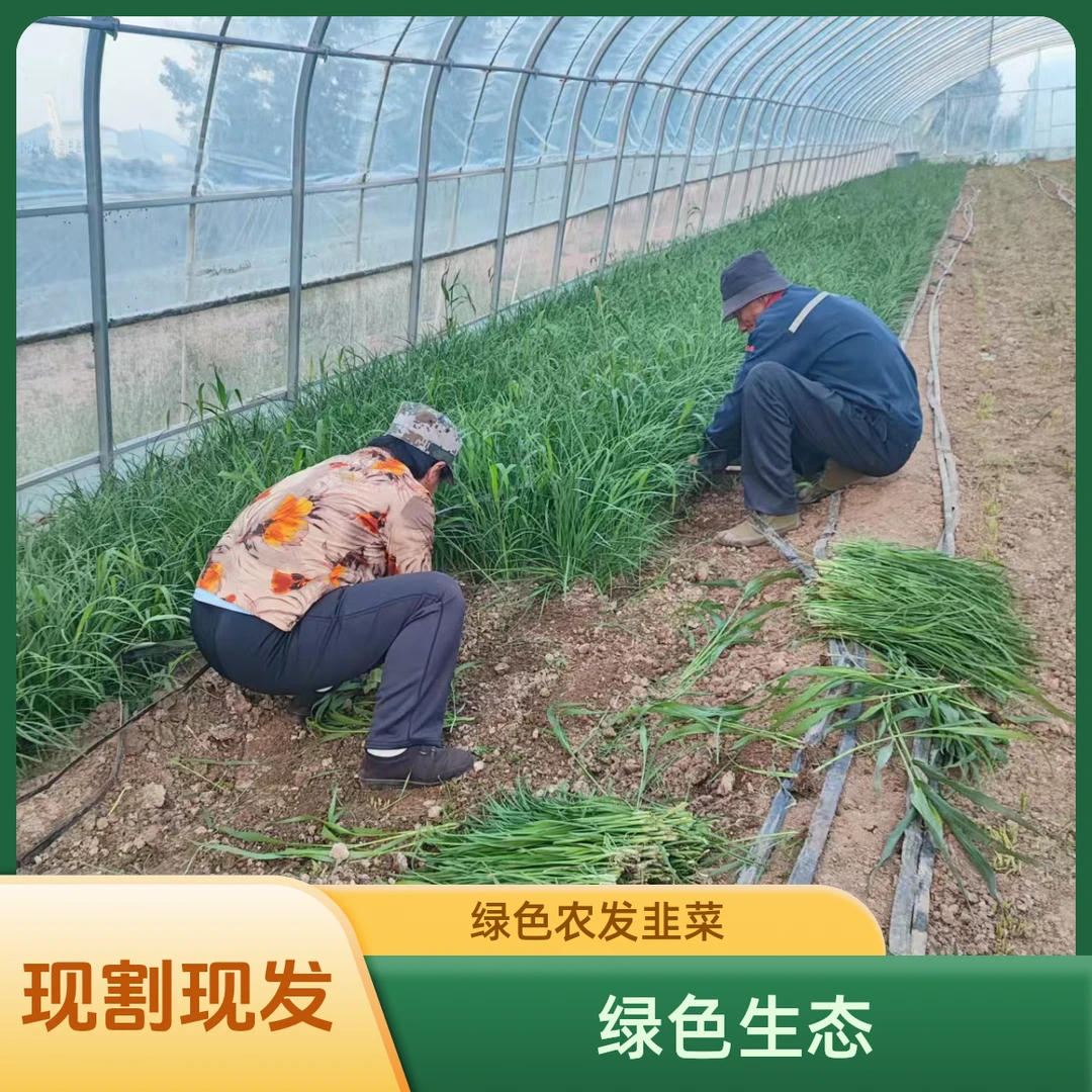 富硒绿色原生态现割现发无农残种植安全放心韭菜农场直发