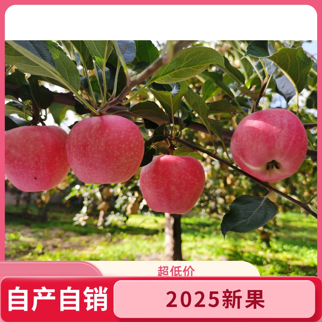 2025新果嘎啦苹果农家自产自销现采现摘脆甜可口5斤/10斤