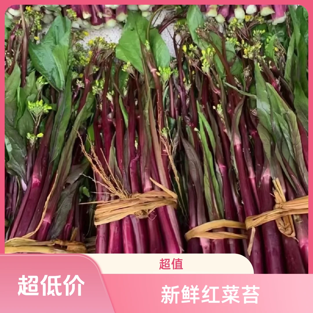 【沧海优选】农家露天种植红菜苔地理新鲜蔬菜散称一斤起