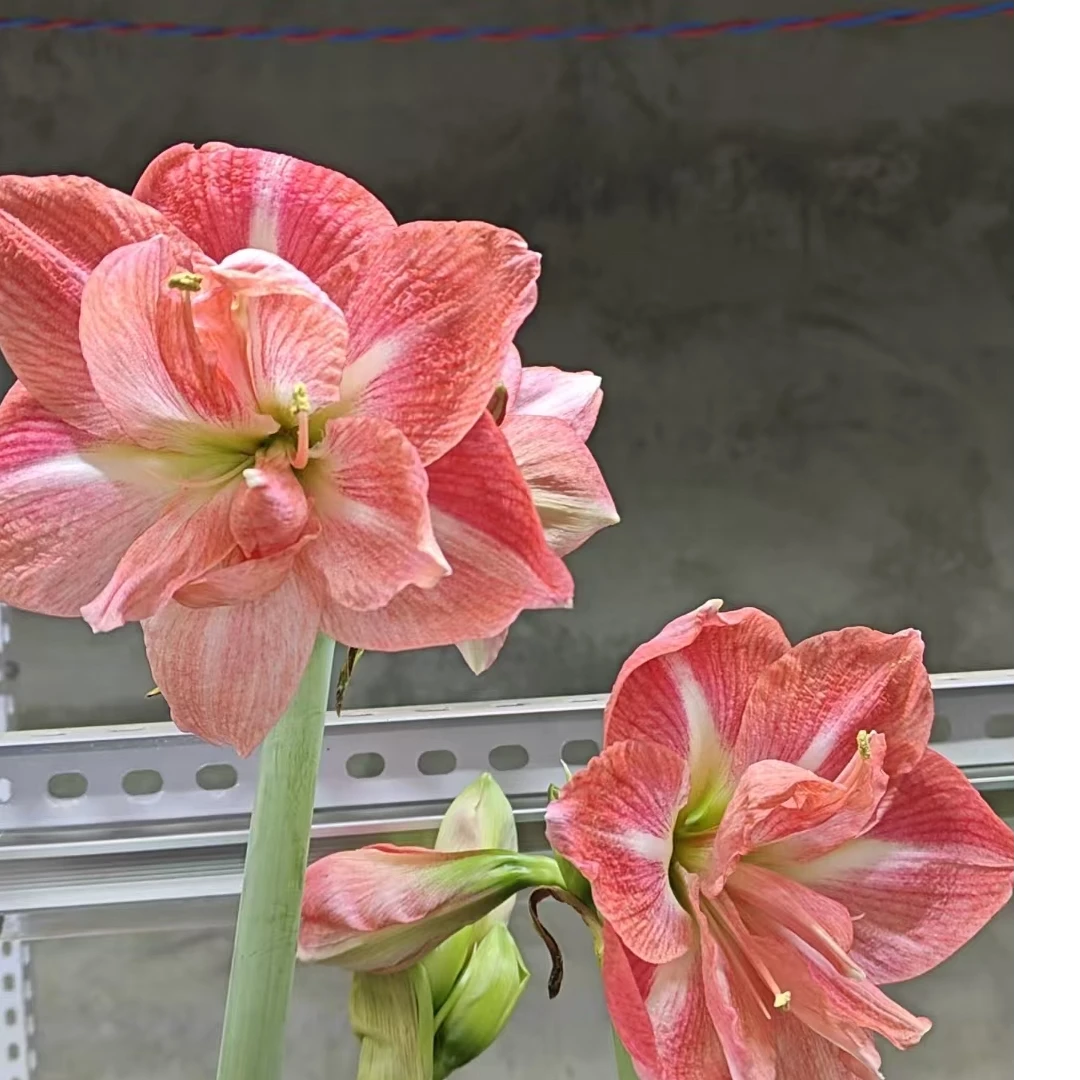 【新品236】自育朱顶红种球