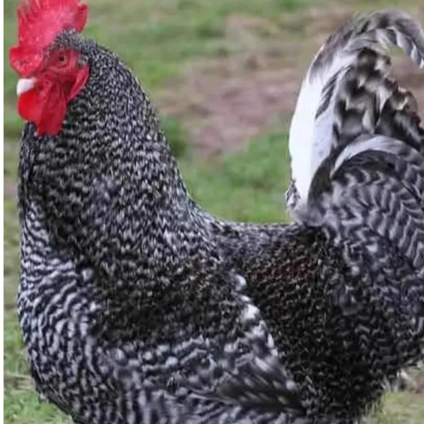 宠物芦花鸡（单只1斤半左右）公母自选