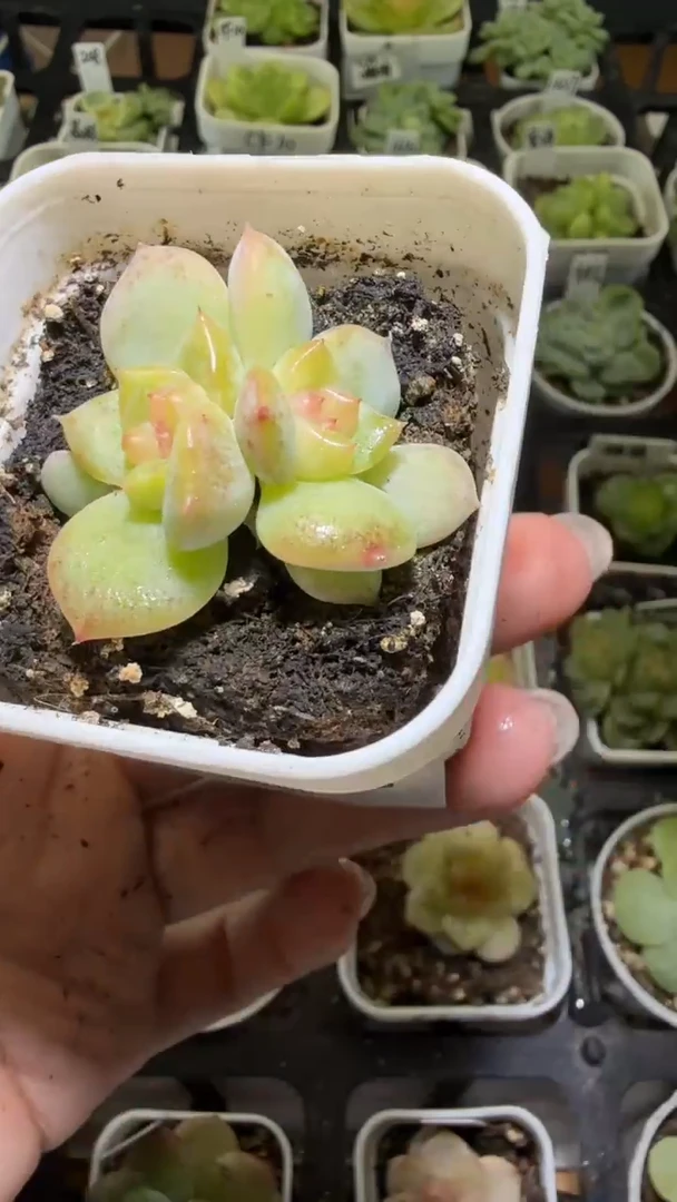 1362  T9多肉植物