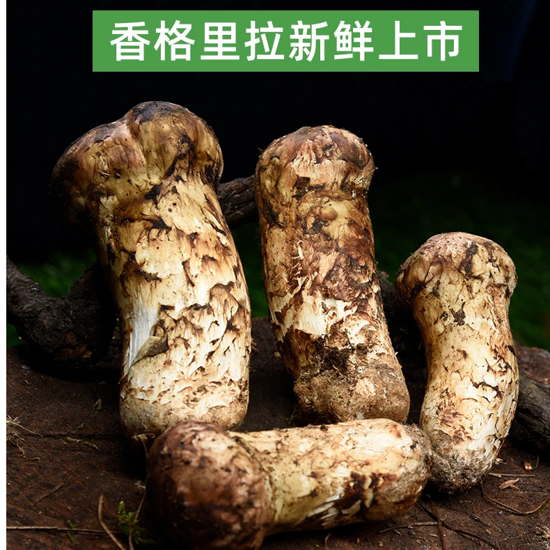 云南香格里拉松茸（现场挑选） 新鲜采摘4-13cm规格顺丰空运 野生菌