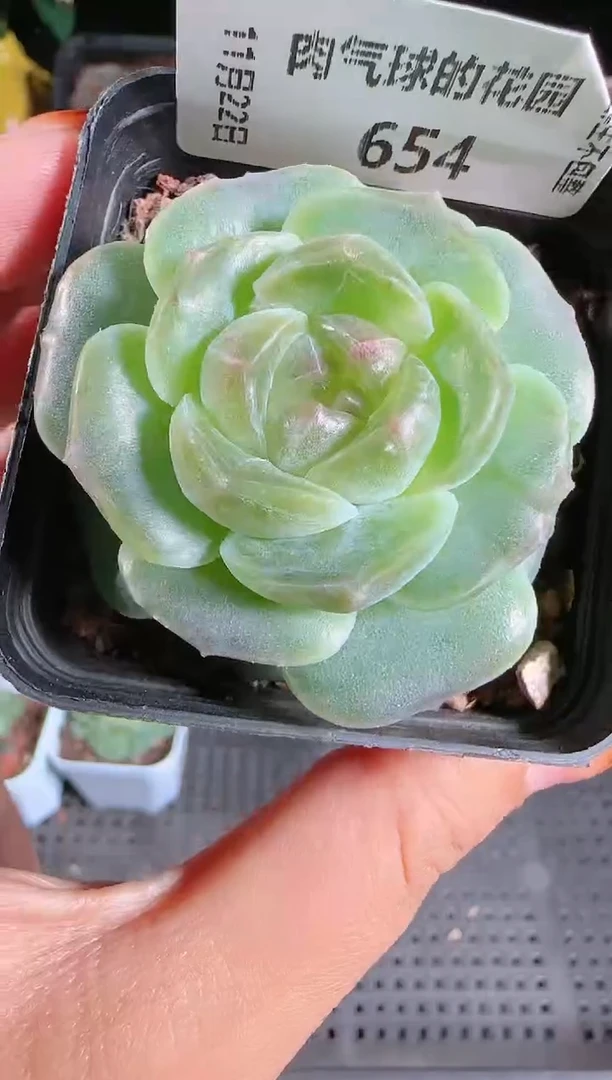 1122-654bl-8群生不包整