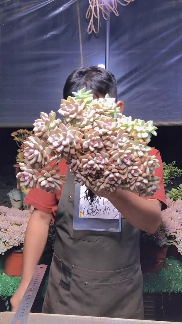 189淡雪缀化一物一拍