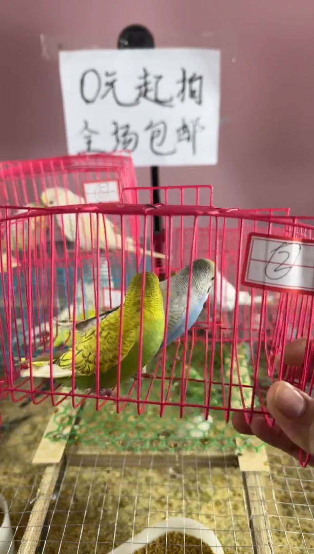 虎皮鹦鹉虎皮鹦鹉