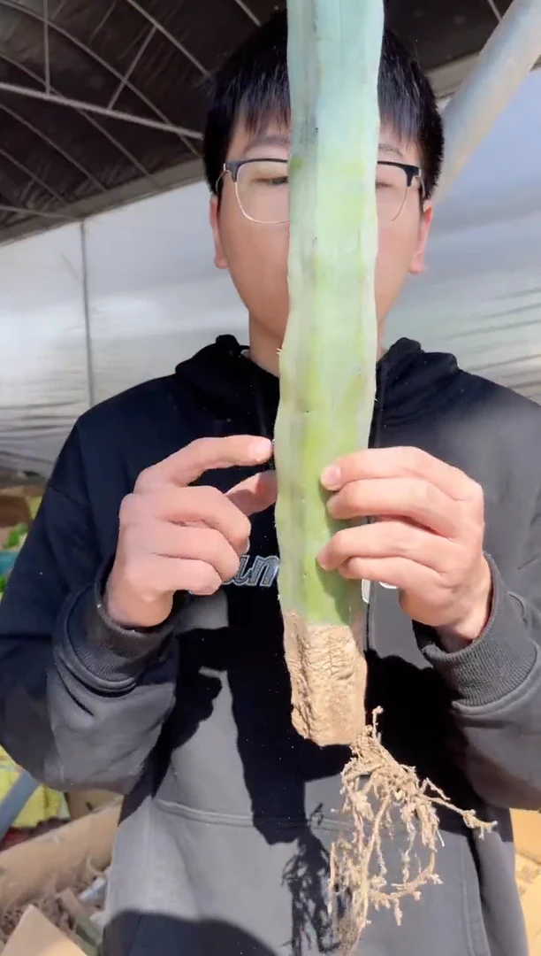 【闪购商品】龙神木【带根】高30cm