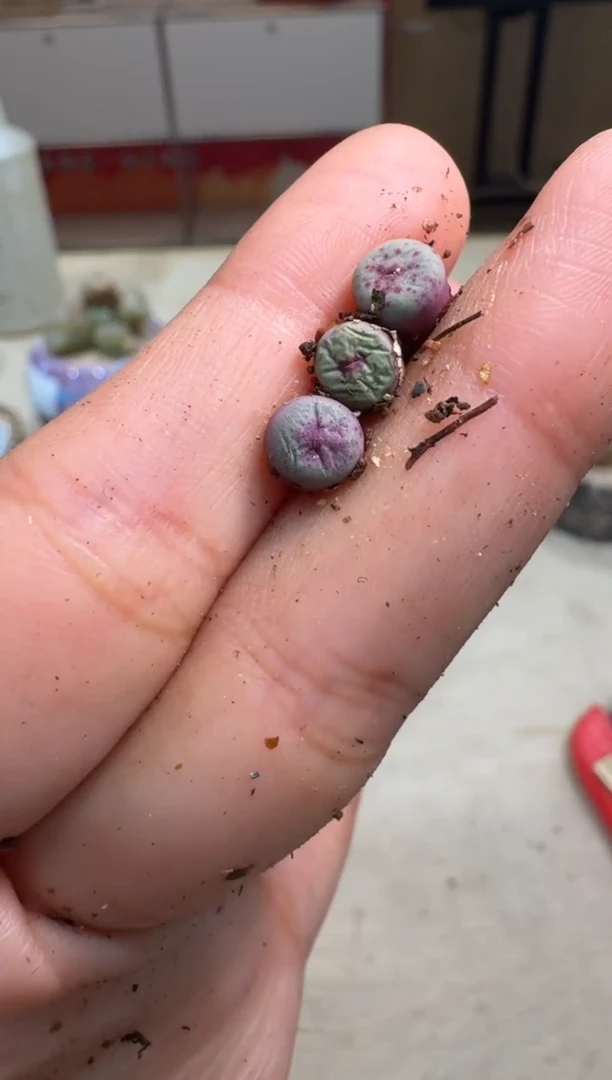 7-238多肉植物肉锥