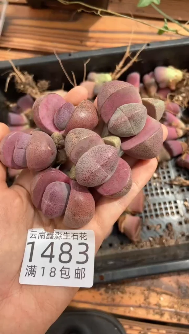 1483特价紫帝玉有瑕疵发货1颗量拍
