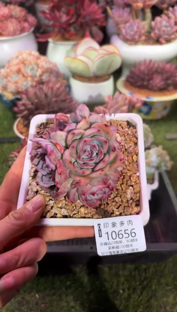 【闪购商品】10656