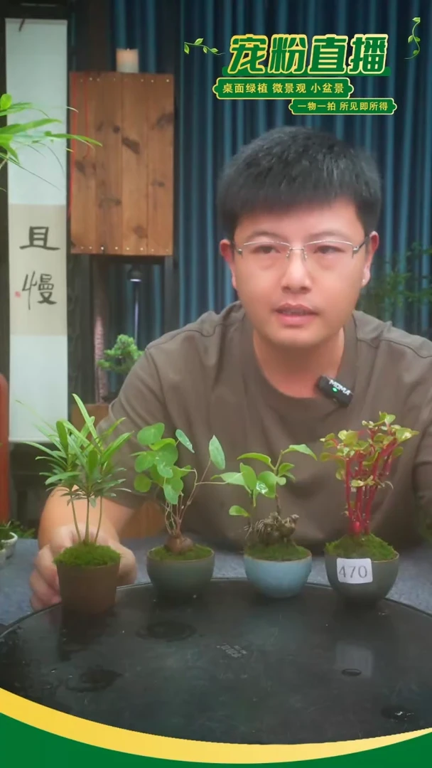 无花朵小*吖苔藓微景观470号