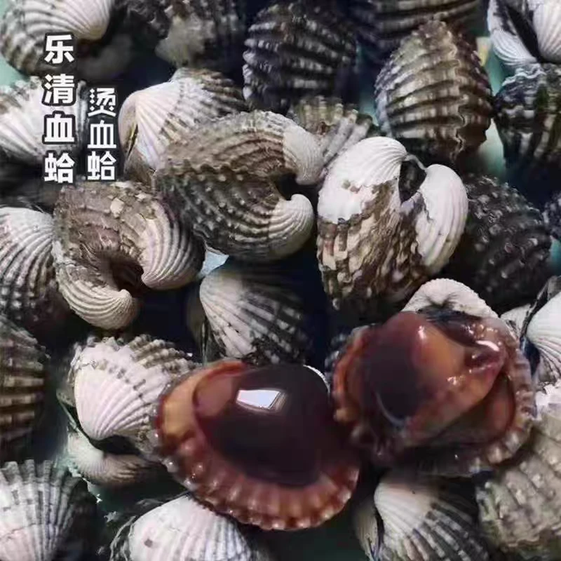 正宗乐清翁垟血蛤顺丰直发新鲜美味海鲜
