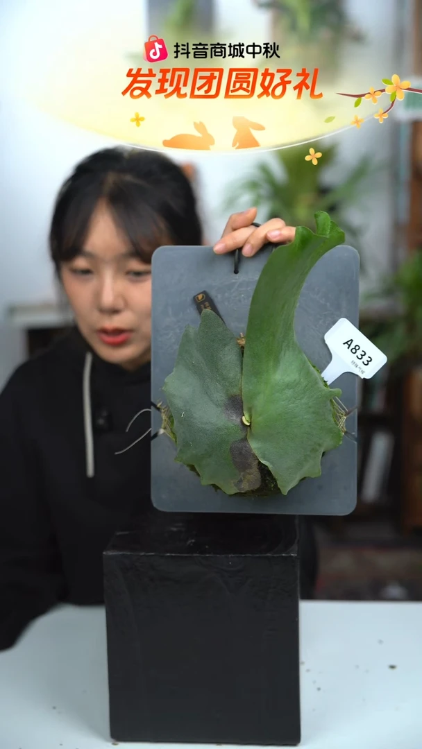 不开花植物A833-何其美鹿角蕨（叶片微瑕）