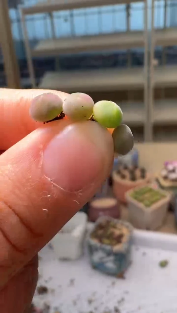 28-317多肉植物肉锥猫耳空蝉一颗