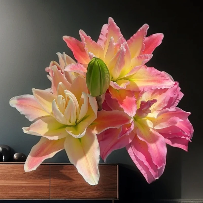 云南木木花卉 幸运女神 红色稀有重瓣香水百合花浓香鲜花插花水养