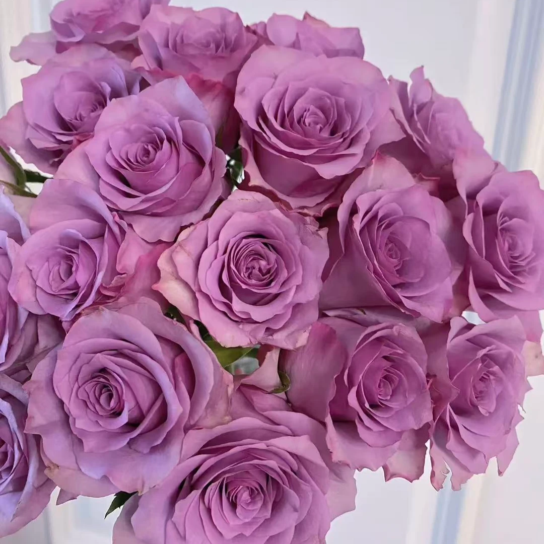 YZ【紫霞仙子玫瑰10支】全场任意满两单鲜花升级快递