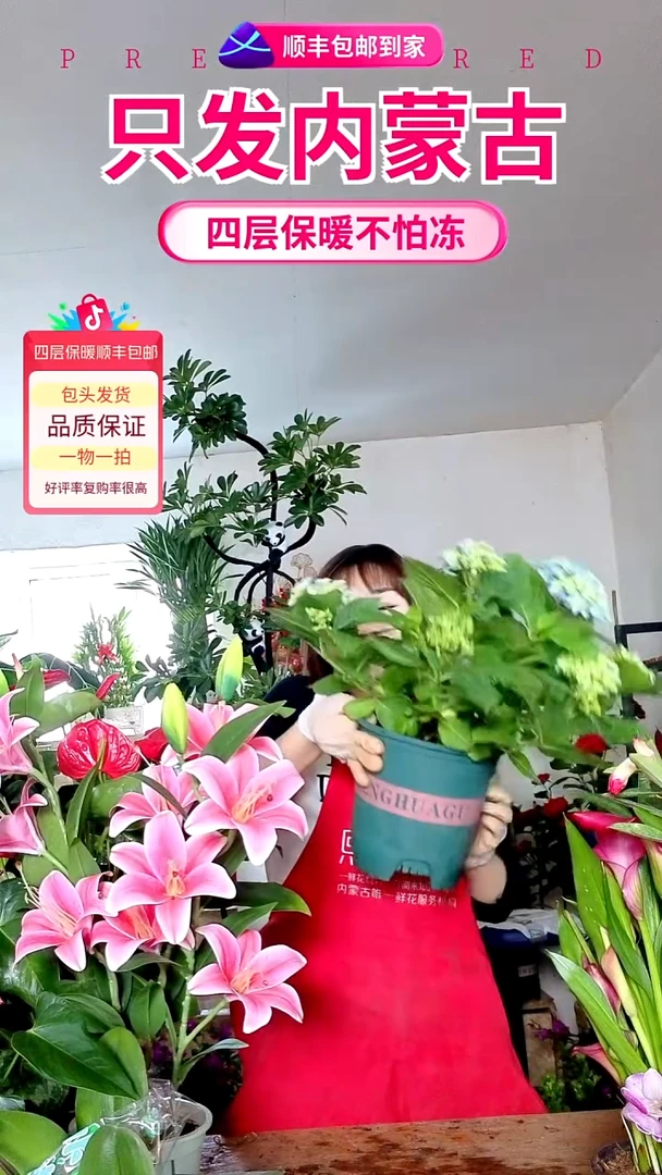 完全开放大盆蓝色绣球