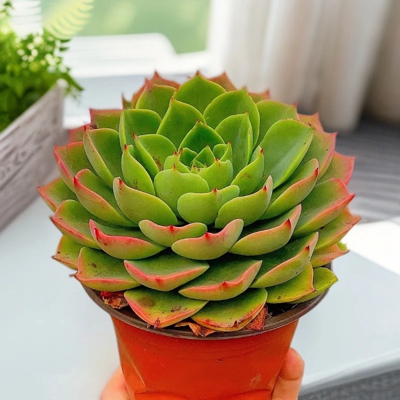 贝拉多娜  单头起 脱土 多肉 【满15包邮】以直播实物为准 裸根