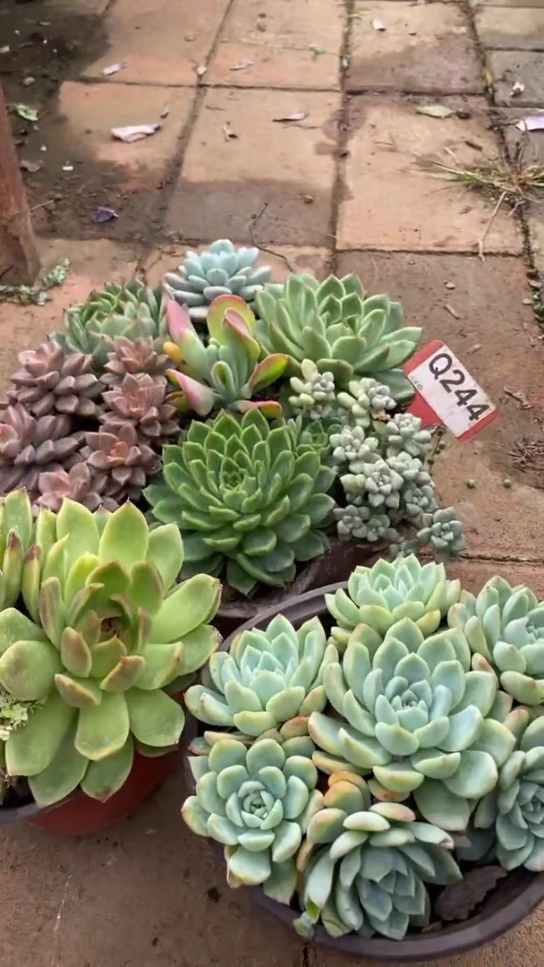 Q244多肉组合默认脱土发货
