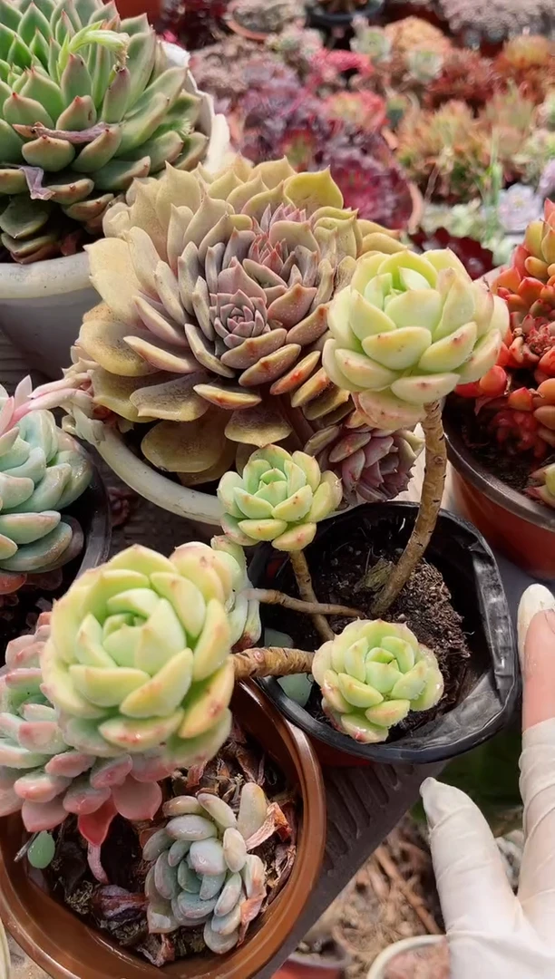 【闪购商品】12264