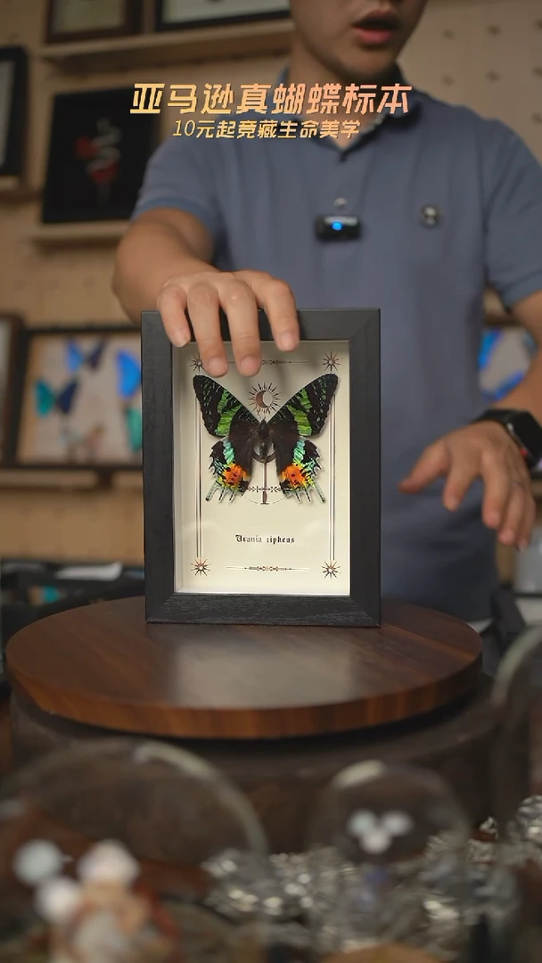 太阳蛾图腾款7寸竖框