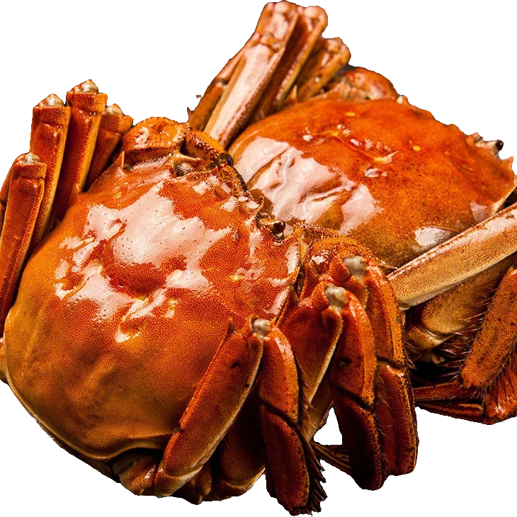 活蟹江苏河蟹全母1.4-1.7两买8只送4只京东顺丰包邮不绑绳子