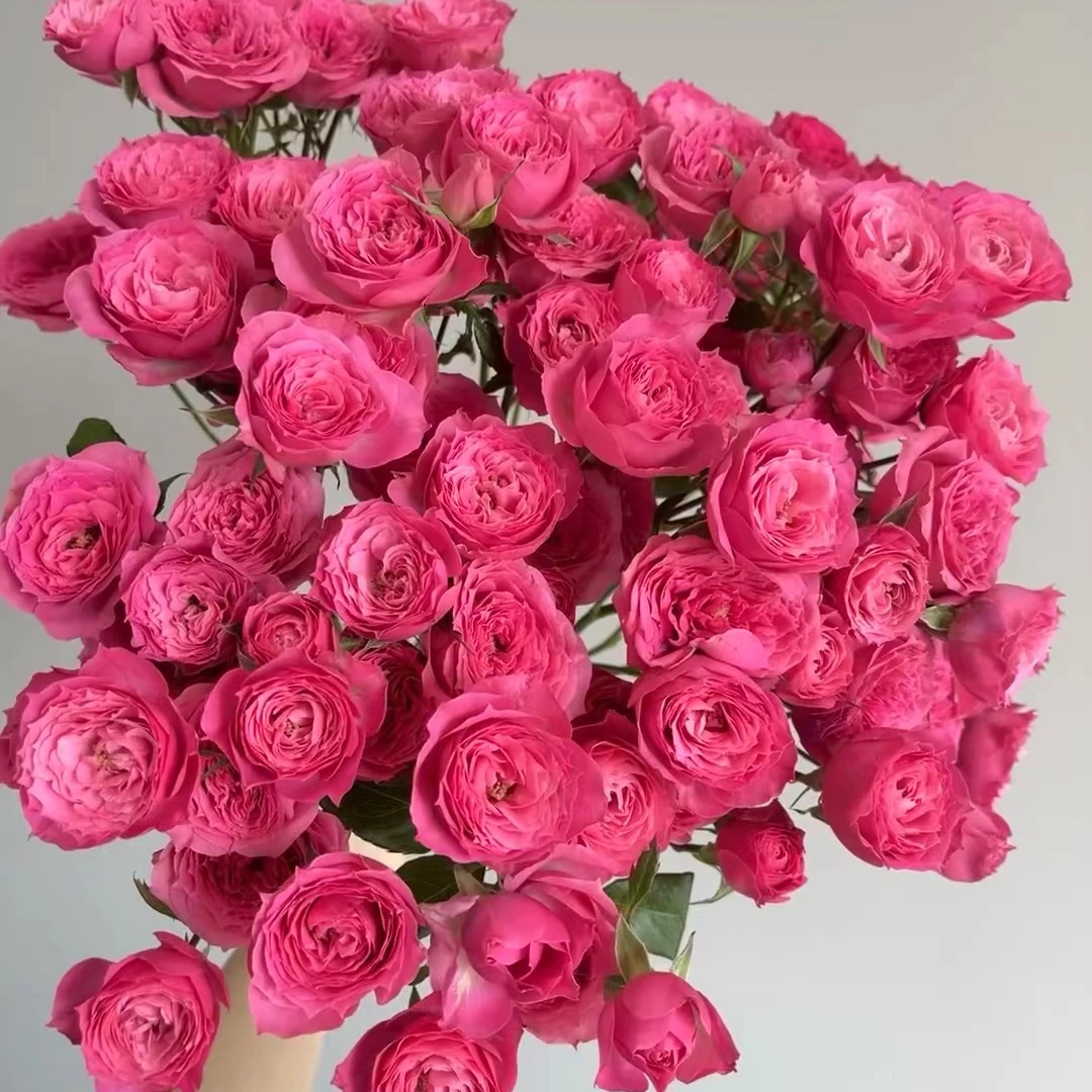 【苏菲宝贝】多头泡泡玫瑰 室内水养鲜切花 云南昆明基地直发