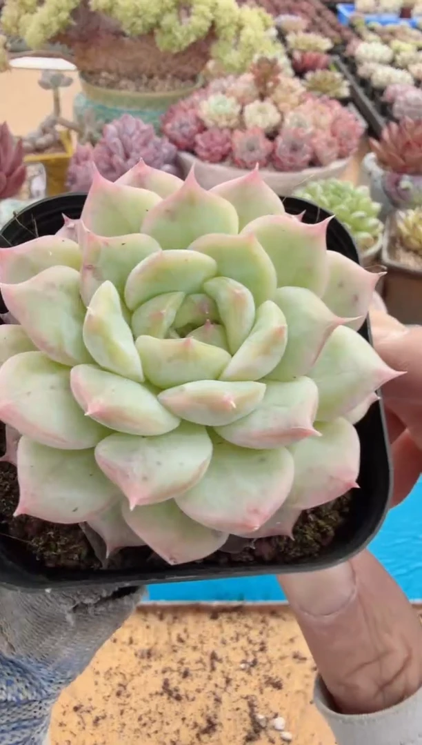 东云多肉园二店-234