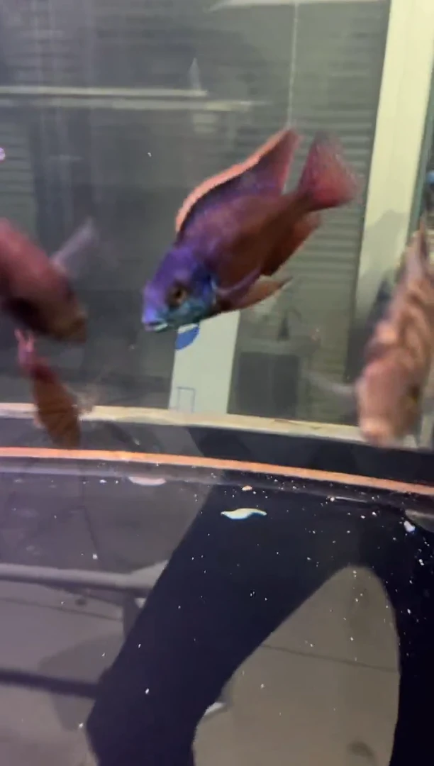 海水鱼三湖慈鲷人工