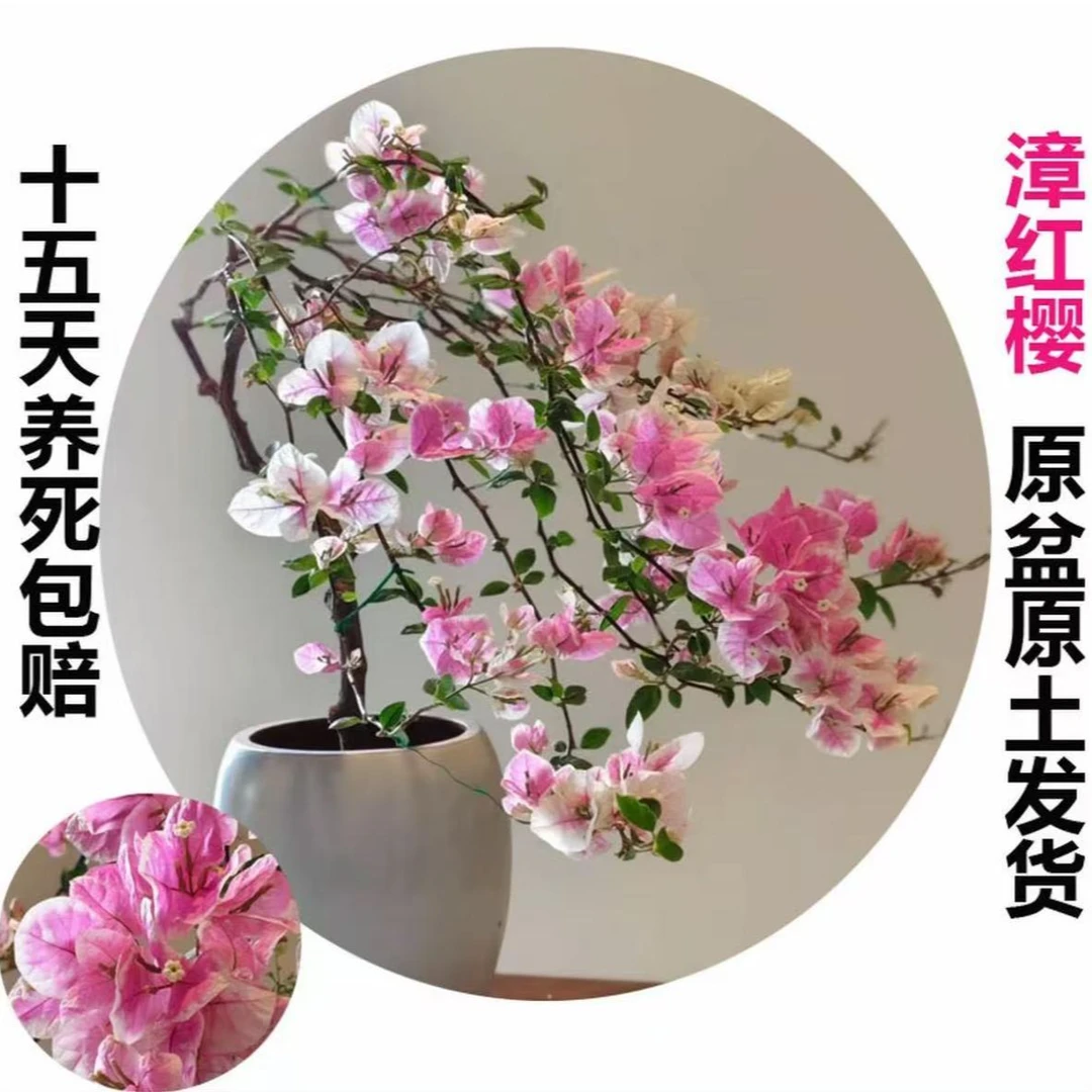 漳红樱(三角梅)原生大苗四季开花老桩爬藤植物