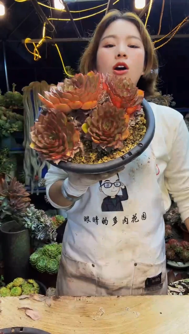 冰红茶大群脱土包邮