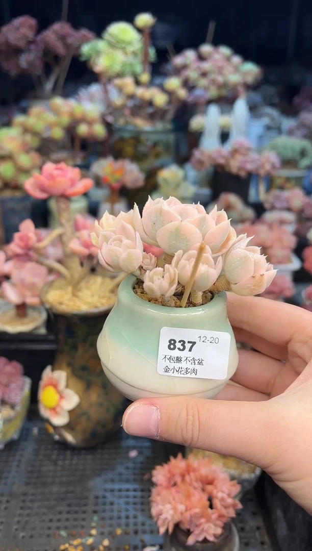 【闪购商品】837不带盆
