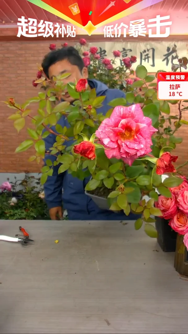 当前无花朵，栽培后可花朵潘多拉212