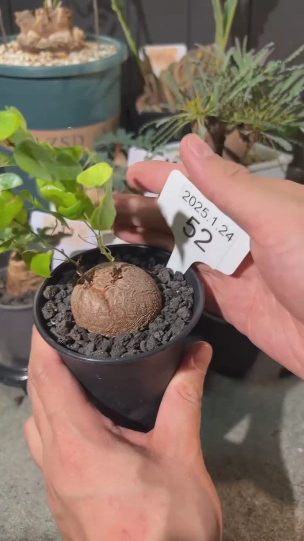 【闪购商品】皮卡丘龟甲龙1.24.52