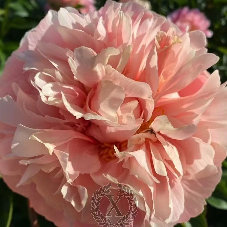 【高端进口芍药】 莎莎牡丹 基地直发包对版