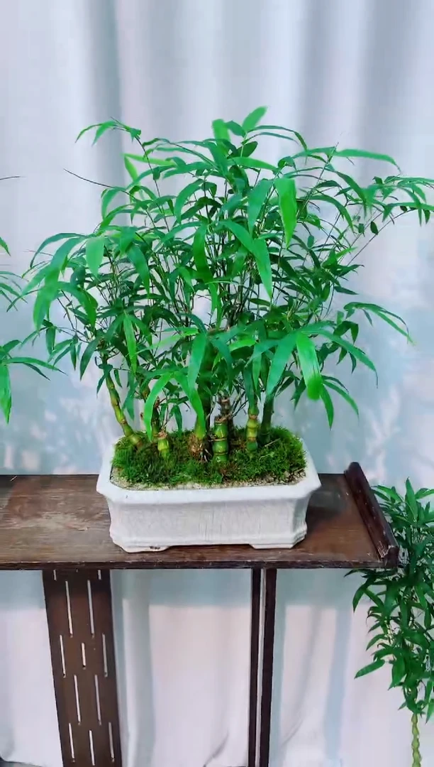 无花朵竹子盆景盆栽