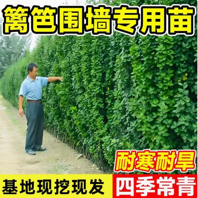 围墙篱笆植物北海道大叶黄杨苗冬青树苗四季常青耐寒庭院绿化绿植