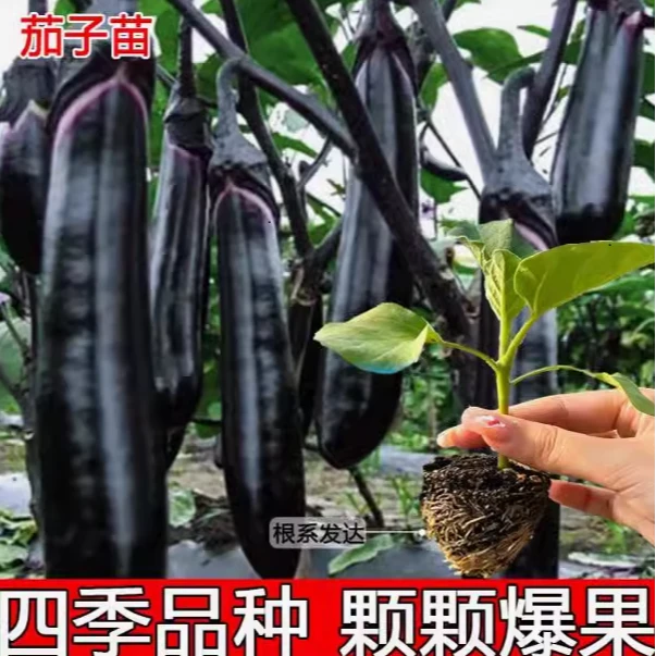 蔬菜种子紫黑长茄子种子长茄种线茄子种子露天大棚四季蔬菜籽黑茄