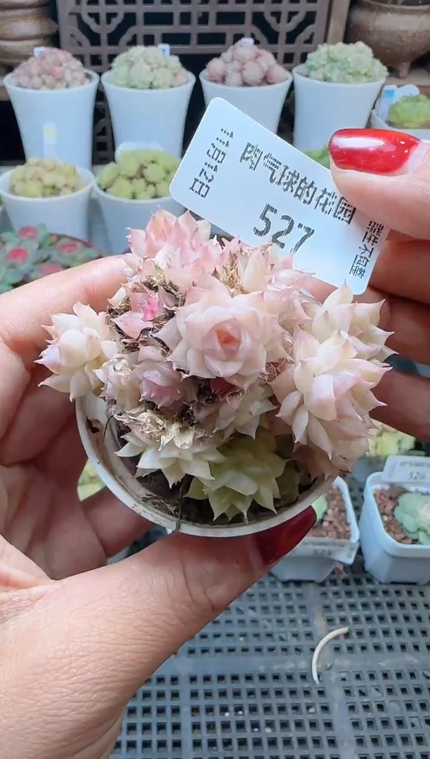 1112-527（群生不包整）