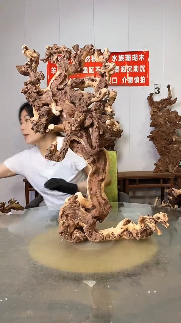 香榧木金丝红木 羊蹄甲