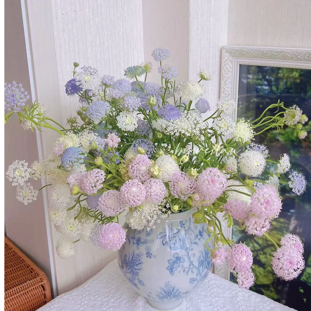 【Lolita蕾丝翠珠花】鲜花氛围感高端花材云南基地切花