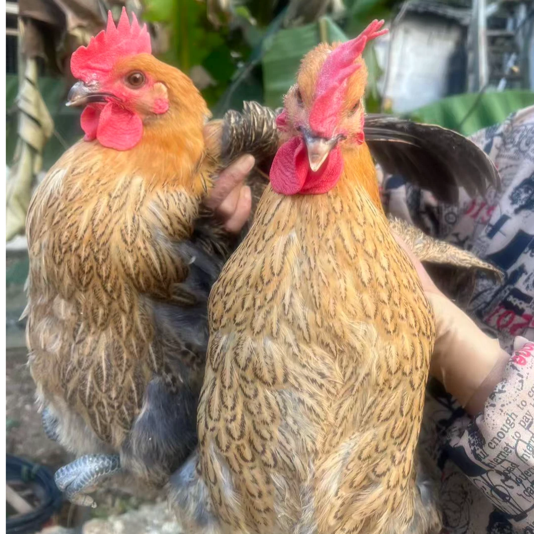 【正在产蛋】2只皖南黑脚老母鸡 一年半 每只3.5斤左右发货 zm