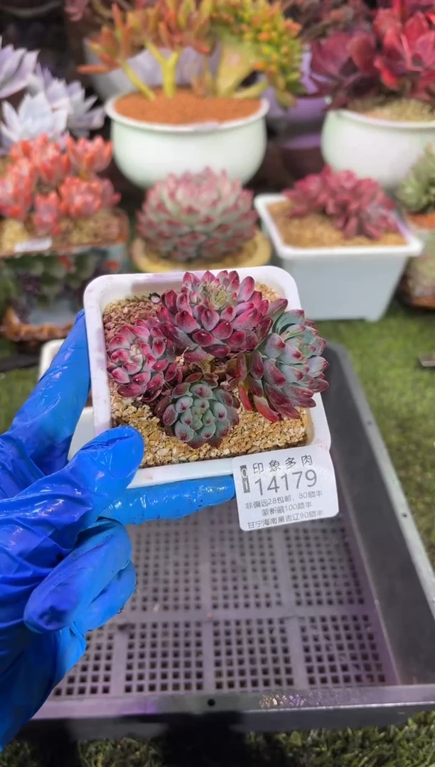 【闪购商品】14179