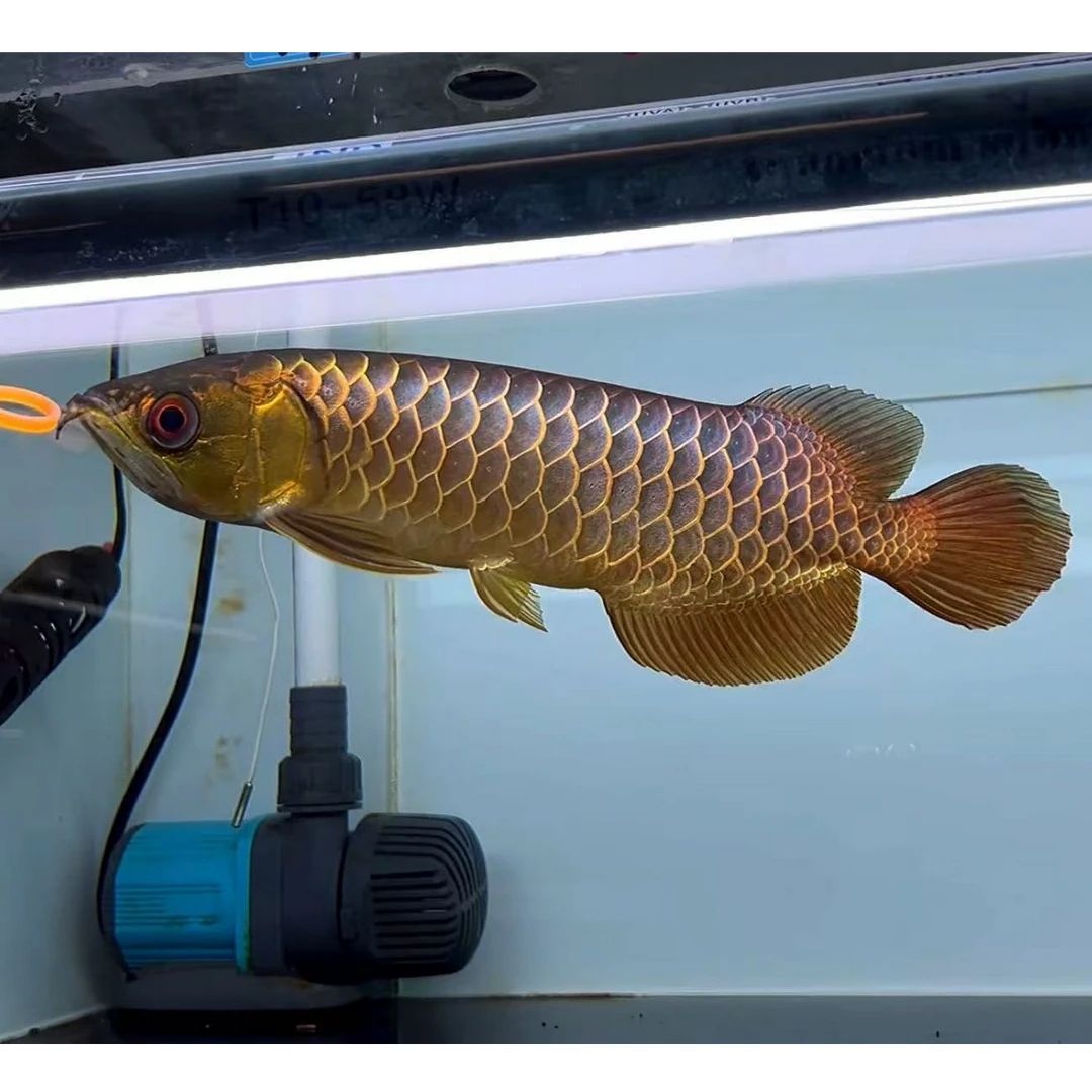 编号911 古典蓝底过背金龙鱼活鱼观赏鱼