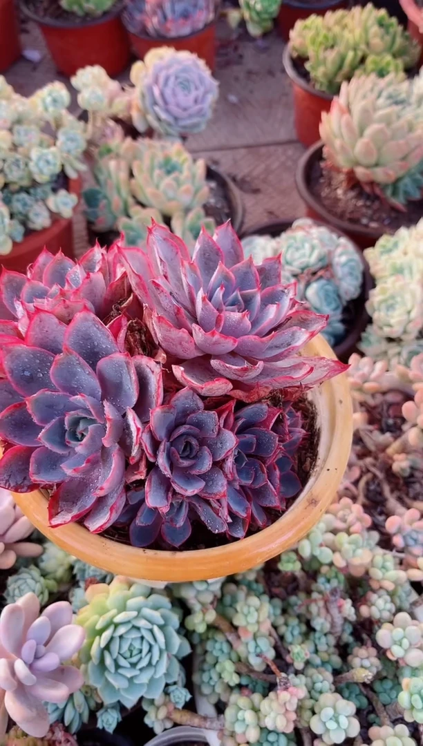 远*多肉植物一物一拍21088