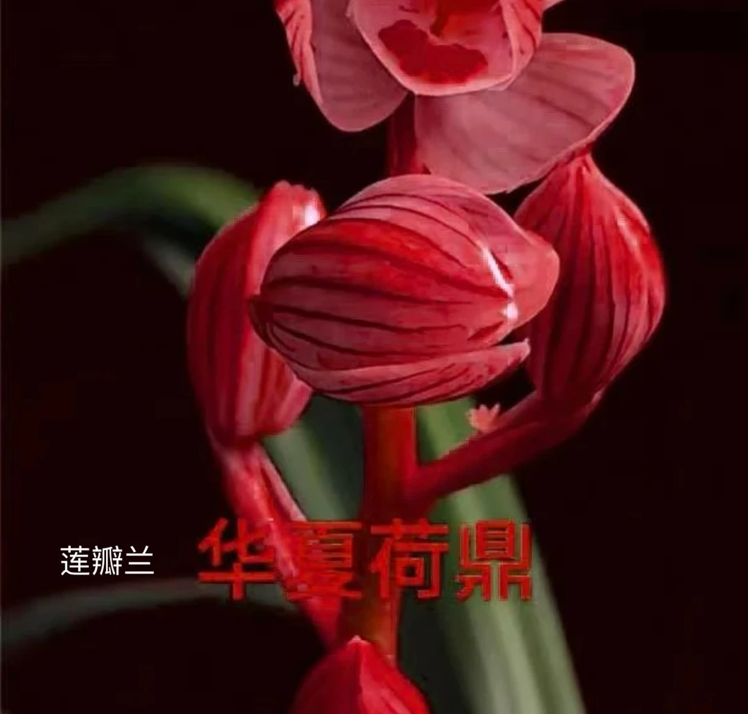 【华夏荷鼎】莲瓣兰名品国兰花开浓香好养易活对版人工种植