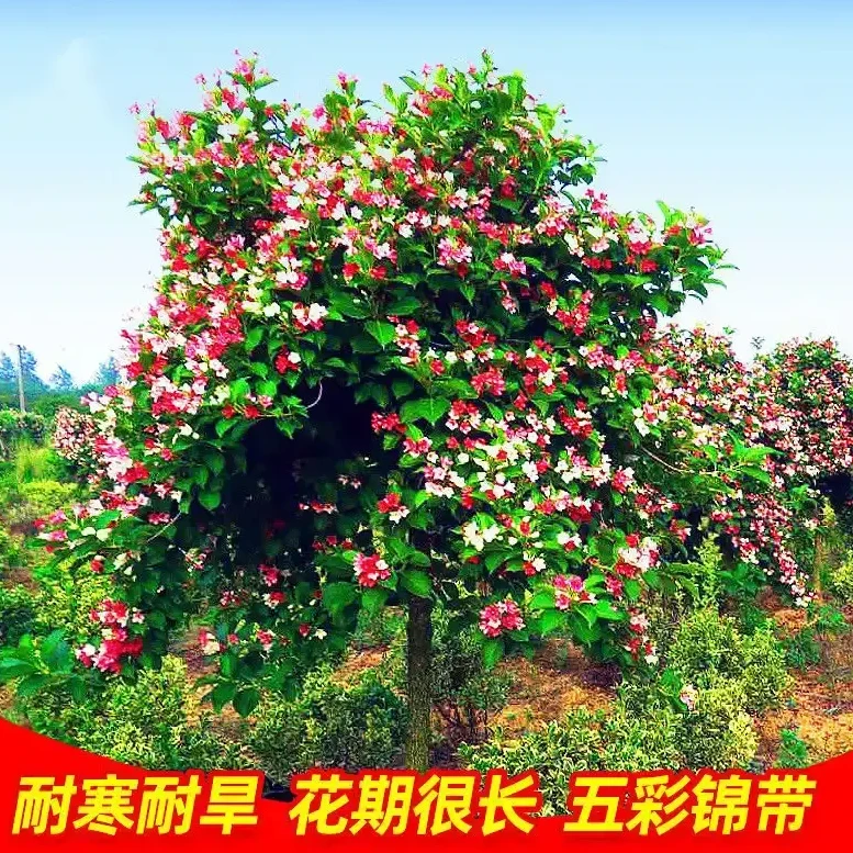 【五彩锦带】四季开花驱蚊庭院树苗红锦带阳台盆栽耐寒热状元树基地
